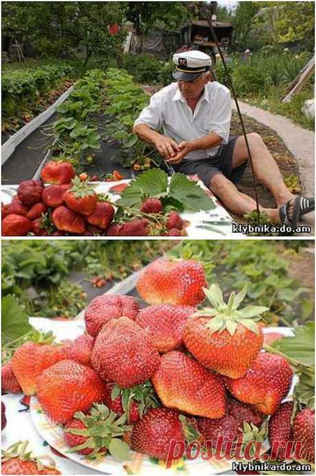 Тонна земляники с 1 сотки земли.