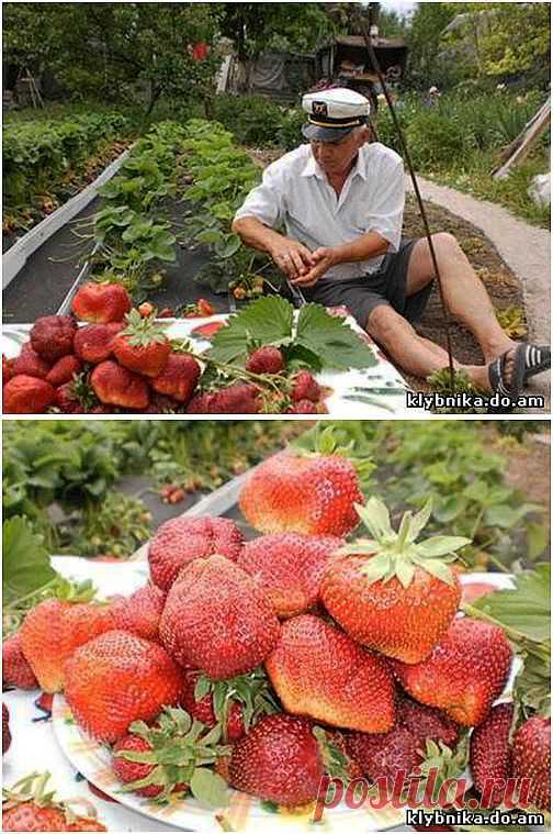 Тонна земляники с 1 сотки земли.