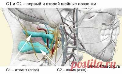 Методика АтласПРОфилакс (atlasprofilax),   | AtlasProfilax