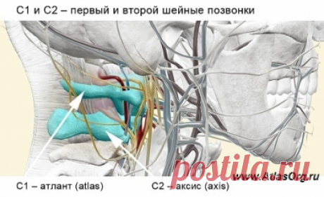 Методика АтласПРОфилакс (atlasprofilax), | AtlasProfilax