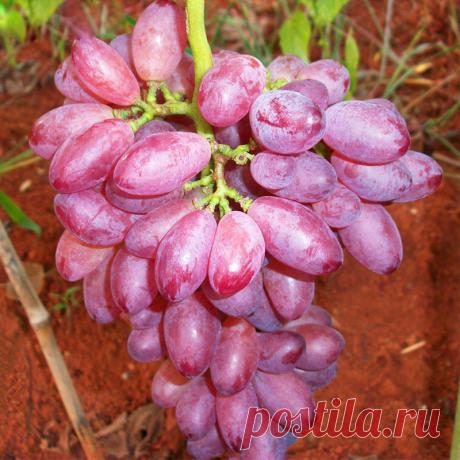 КАЛЕНДАРЬ УХОДА ЗА ВИНОГРАДОМ С ВЕСНЫ ДО ОСЕНИ. 
Cохраните, чтобы не потерять! 

Весна. 
ДО РАСПУСКАНИЯ ПОЧЕК НЕОБХОДИМО СДЕЛАТЬ: 
Вносят в междурядья виноградника органические удобрения, если они не были внесены осенью, из расчета на 1 куст навоза или компоста 10- 15 кг или минеральных удобрений - азотных 90-100 г, фосфатных 200-300 г, если в почве недостаток калия, то калийных 40-50 г или нитрофоски 150-200 г. 

На укрытых на зиму виноградниках, по мере просыхания почвы ...