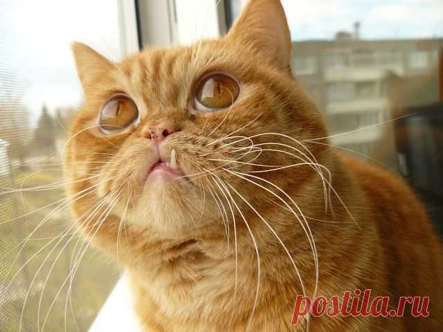 ОСТАЛСЯ ОДИН ЗУБ..