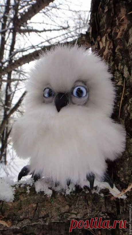 WOA Animal – Google+