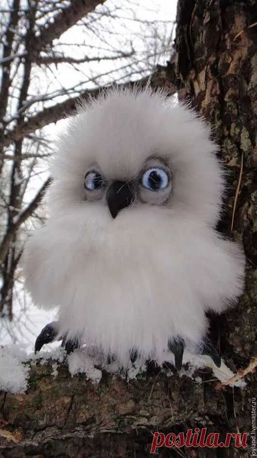 WOA Animal – Google+
