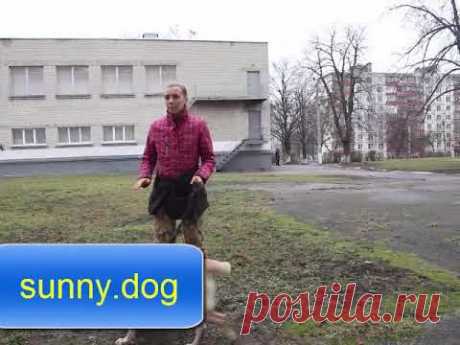 Важно! Дрессировка "Ко мне" начинается с  этих упражнений
