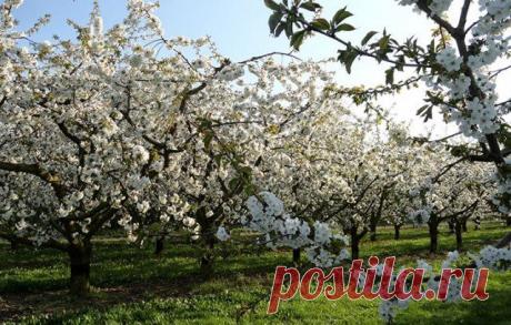 8 причин, почему не плодоносит слива и что с этим делать