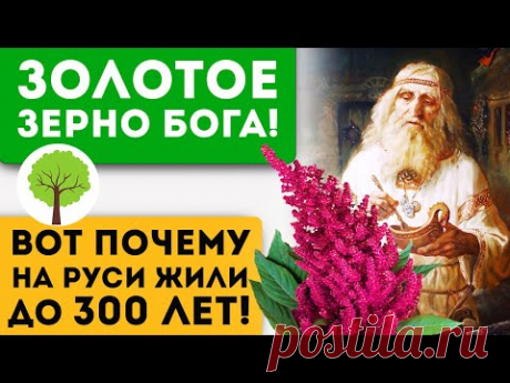 Дар Богов! Защита от рака! Ацтеки меняли его на золото!