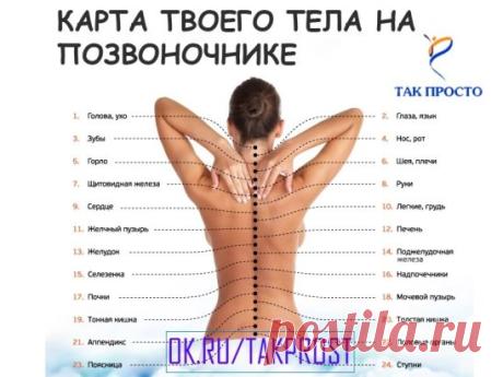 Узнай, как связан позвоночник с другими органами.