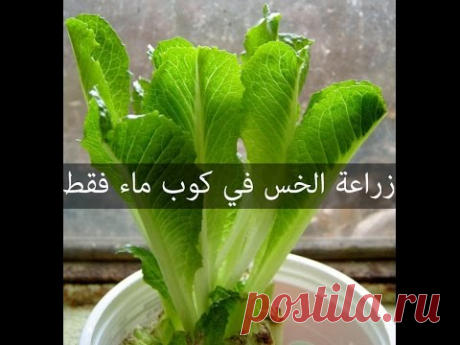 (1) طريقة زراعة الخس من خسة عادية و كوب ماء فقط في 9 ايام !! - YouTube