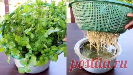 Простой способ выращивания кориандра в гидропонике у вас на подоконнике В домашних условиях получить большой урожай зелени при выращивании на подоконнике можно только методом гидропоники. Для многих эта техника «темный лес». Гидропонику избегают, так как требуется много дополнительного оборудования. Однако есть растения, к примеру, кориандр, которые можно вырастить без