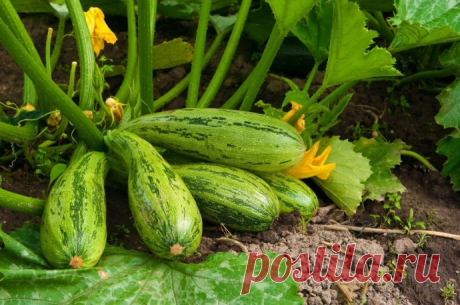 Кабачки маринованные мгновенного поедания.