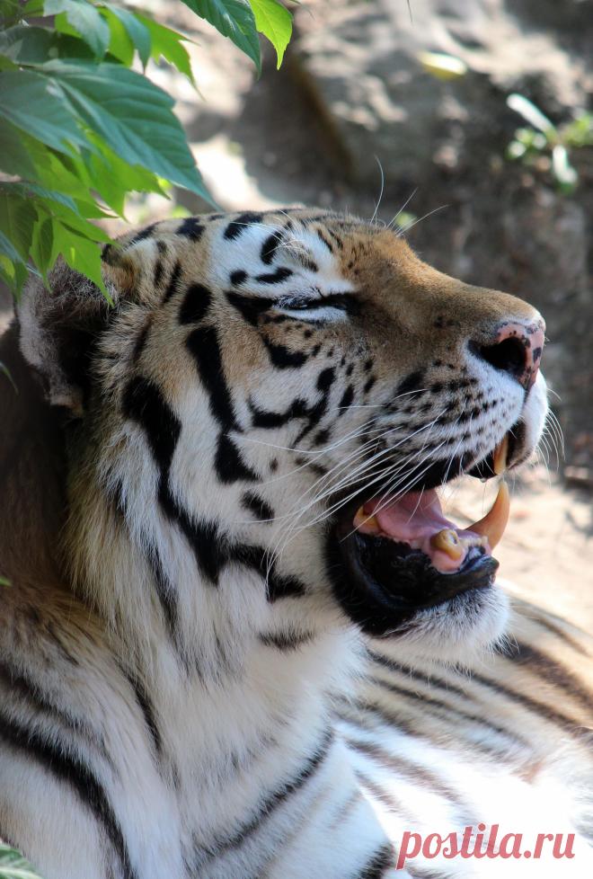 Амурский тигр.Внесен в Красную книгу.На Дальнем Востоке их осталось около 500 особей.