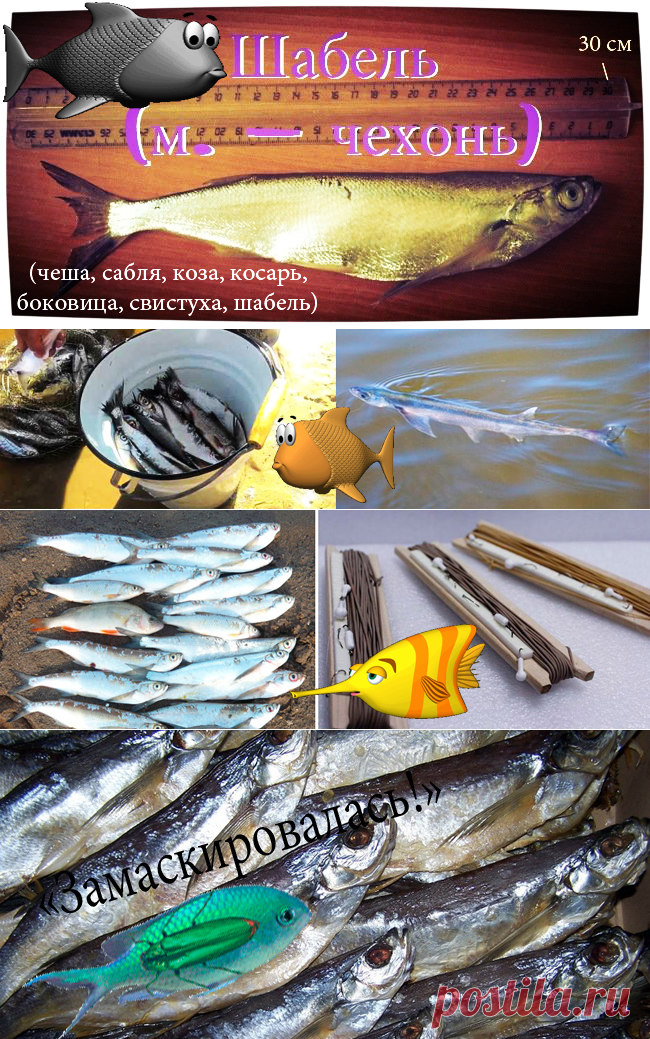 Рыбу-саблю хорошо знаете?