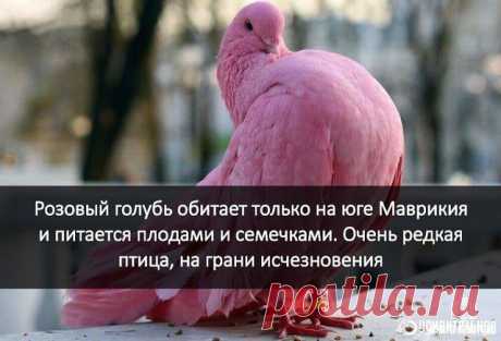 (84) Одноклассники