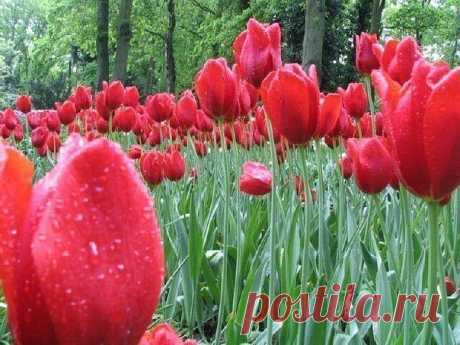 Одноклассники