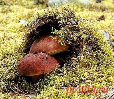 Партизаны в засаде ))