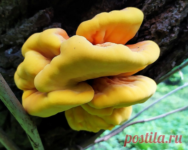 Трутовик серно-жёлтый (ТСЖ): его называют древесный цыпленок, а в старину помогал добывать огонь | В лес по грибы | Яндекс Дзен