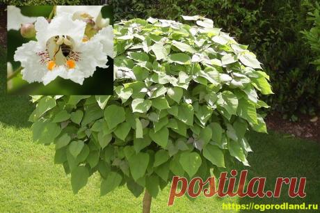 Катальпа – экзотика в вашем саду