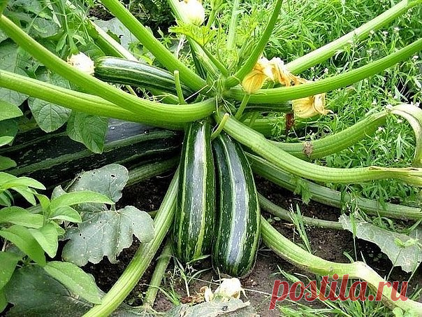 ФОРМИРОВАНИЕ ОГУРЦА, КАБАЧКА И ТЫКВЫ. ПРИЩИПЫВАНИЕ

Сформированный куст огурца на шпалере.

Прищипывание огурцов в открытом грунте

В домашних условиях огурцы лучше выращивать на шпалере или специальной сетке. Для новичков огородников очень важно знать, нужно ли проводить прищипку или нет. На вертикально расположенных побегах необходимость выполнения приема видна лучше.

Правила формирование куста огурцов:
Формирование 7-8 листьев на центральном побеге без появления боковы...