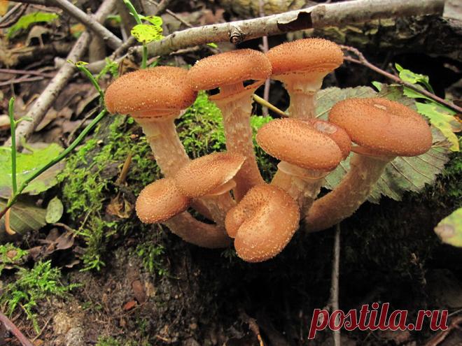 Чернушки, опята, зеленушки. Кто ж их назвал ядовитыми?