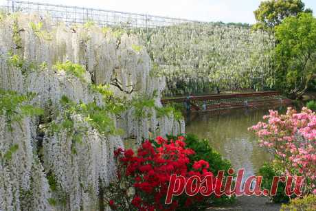 Парк цветов Асикага(Ashikaga Flower Park),Япония