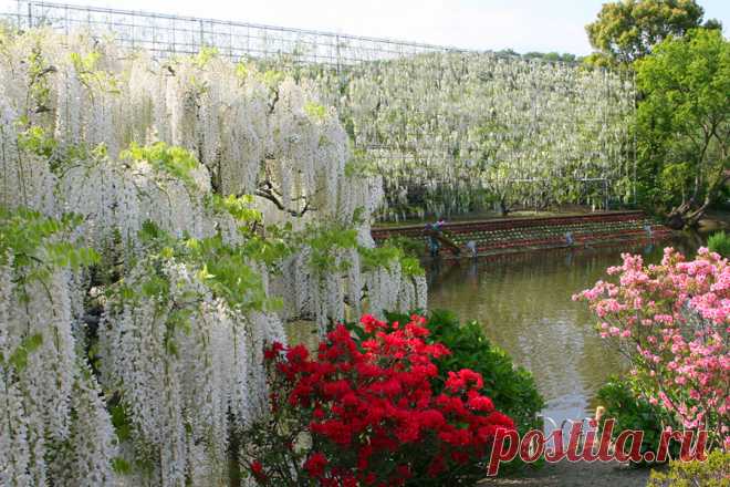 Парк цветов Асикага(Ashikaga Flower Park),Япония