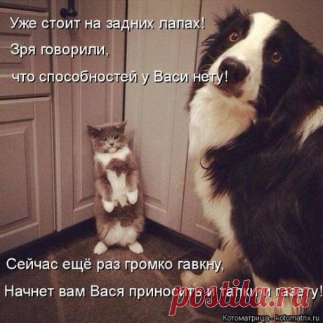 Свежая котоматрица (26 фото)