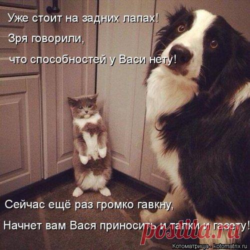 Свежая котоматрица (26 фото)