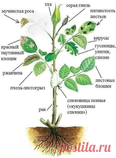 12 причин, угнетающие розу. Болезни и вредители!