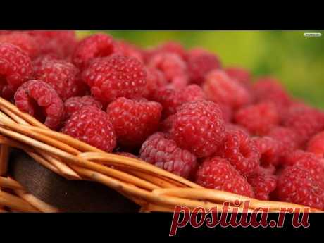 МАЛИНА. Как вырастить малину. Как формировать кусты. Raspberry cultivation and maintenance