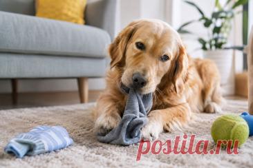 🐶 Собака постоянно грызёт и проглатывает камни, ткань, пластик или другие несъедобные предметы? Это может быть не просто вредной привычкой.

Разбираем причины пикацизма, возможные риски, диагностику и подходы к коррекции поведения. 🩺

#собаки #пикацизм #ветеринария #здоровьеСобак #ветеринарныйврач 
Изображение от ChatGPT