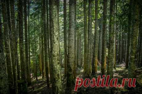 NATIONAL PARK &quot;BIOGRADSKA GORA&quot;