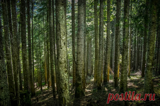 NATIONAL PARK "BIOGRADSKA GORA"