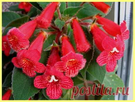 Неприхотливые комнатные растения цветущие круглый год: фото и описание | Хозяин Дачи