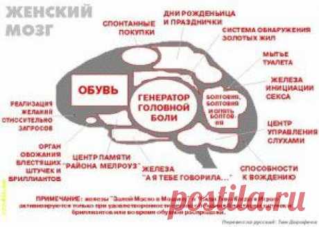 Женщина и мозг... А ведь это похоже на правду)))))