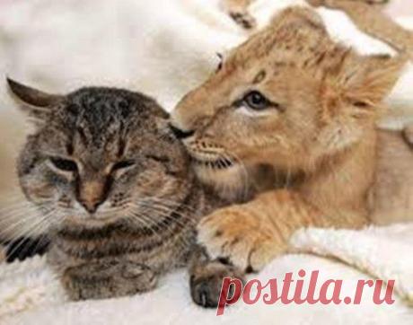 Дружба между животными. Просто фотографии для души | 5минутка