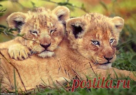 Фотографии «поющих» львов, носорогов и потрясающего тигра