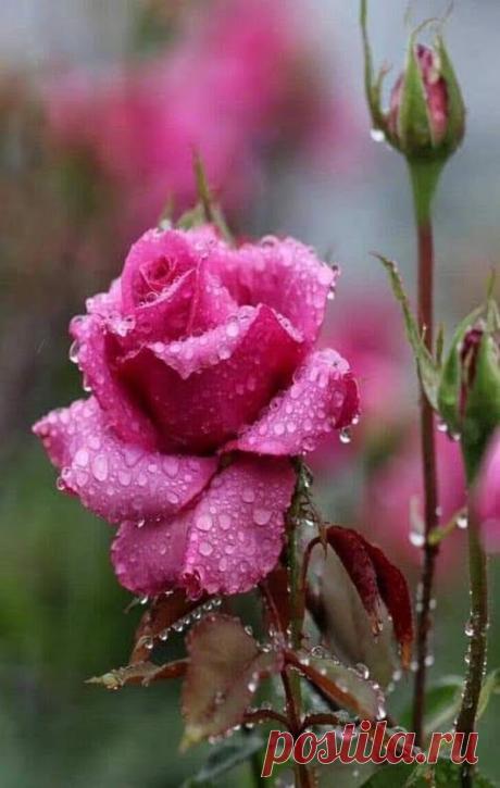 ✽¸¸.•💕