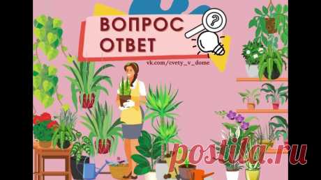 Запись на стене Чем обработать комнатные растения и землю в горшках когда осенью заносишь домой с улицы? Подскажите, пожалуйста.