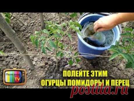 Желающих поддержать или отблагодарить Poleznoe TV можно здесь - https://donatepay.ru/d/poleznoeTV ✔ Подпишись - https://www.youtube.com/channel/UC1Apwh59z8ff7...