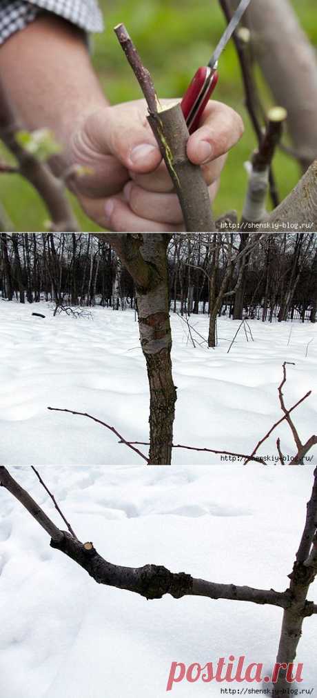 СОВЕТЫ САДОВОДУ. СОВМЕСТИМОСТЬ ПОДВОЯ ПРИВОЯ: НА ЧТО ПРИВИВАТЬ... | Познавательный сайт ,,1000 мелочей&quot;