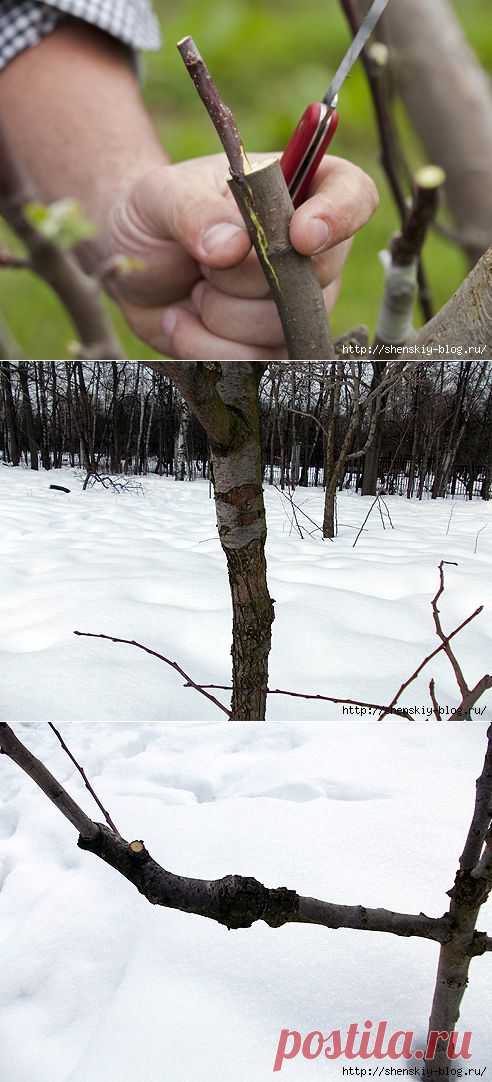 СОВЕТЫ САДОВОДУ. СОВМЕСТИМОСТЬ ПОДВОЯ ПРИВОЯ: НА ЧТО ПРИВИВАТЬ... | Познавательный сайт ,,1000 мелочей"