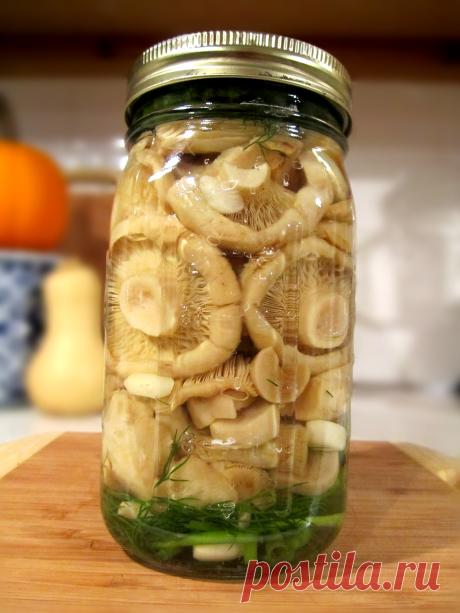 Соленые грибы (грузди).
Классический рецепт приготовления вкусных соленых груздей.
