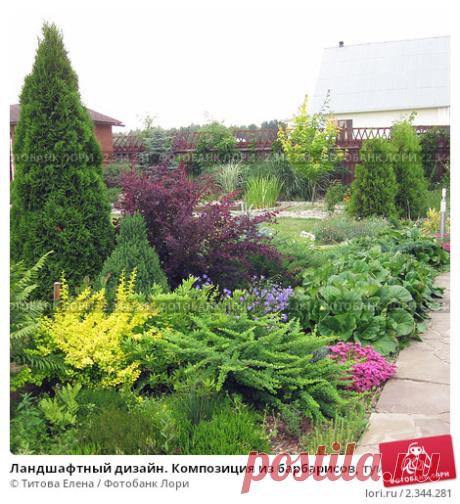 Ландшафтный дизайн. Композиция из барбарисов, туи, бадана, очитков, карпатского колокольчика и вереска; фото № 2344281, фотограф Титова Елена. Фотобанк Лори — Продажа фотографий, иллюстраций и изображений, видео для СМИ, рекламы и дизайна по низким ценам