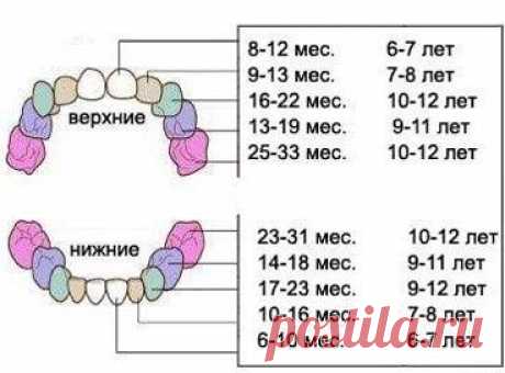 Зубки