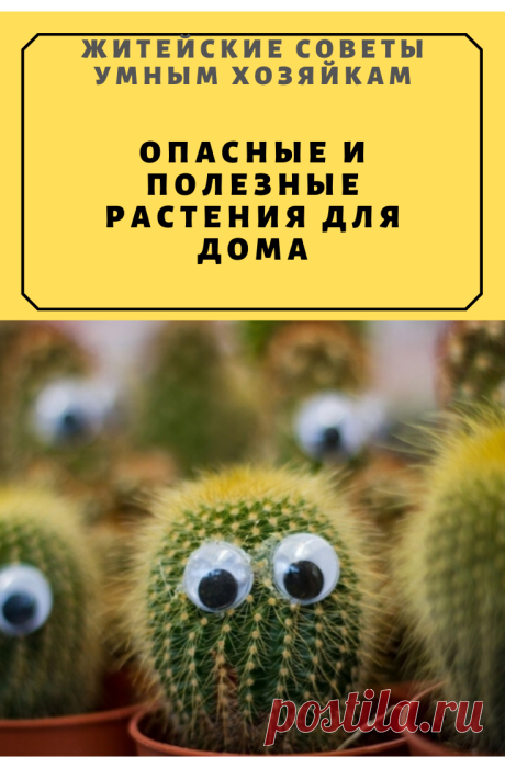 Опасные и полезные растения для дома | Житейские Советы