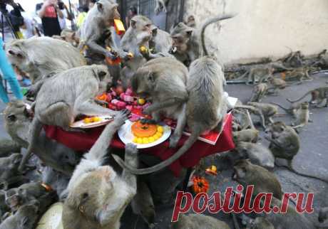 Такие надоедливые животные