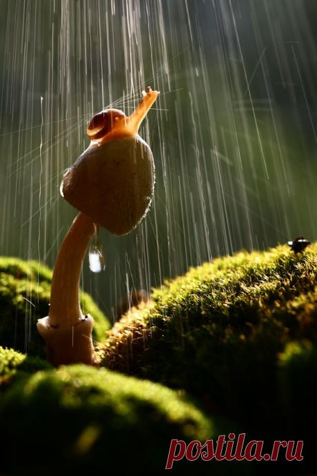 35PHOTO - Вадим Трунов - Дождь