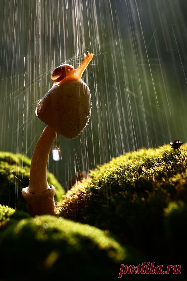 35PHOTO - Вадим Трунов - Дождь