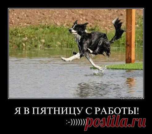 ‪‬‪‬‪‬‪‬‪‬‪‬ δÞσΔяgа ♛
на работу как тюлень-еле ходишь.
а с работы как олень-хрен
догонишь.)))